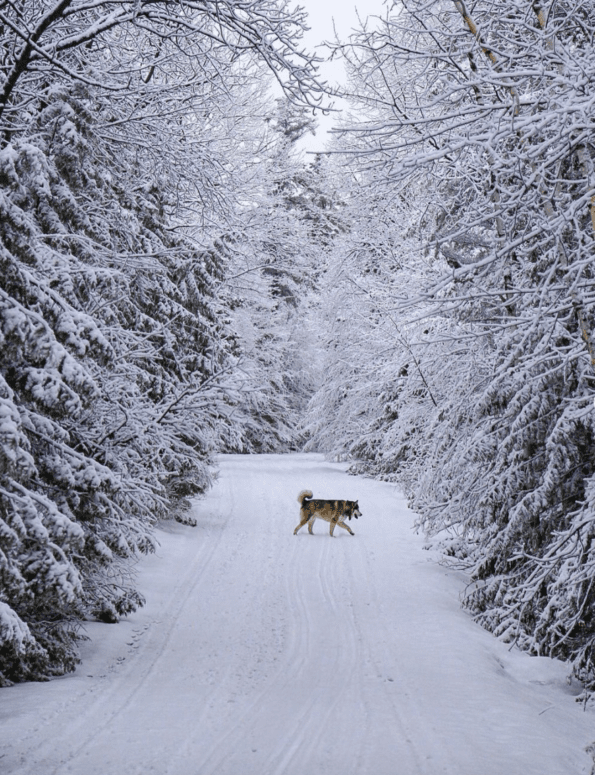 Snowshoeing Mackinac Island In The Winter