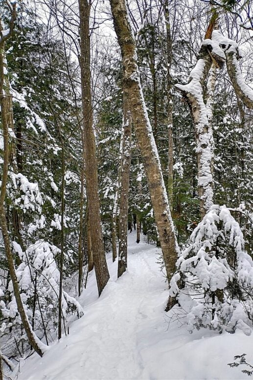 Snow-Covered Trees Along The Old Baldy Trail In Petoskey State Park