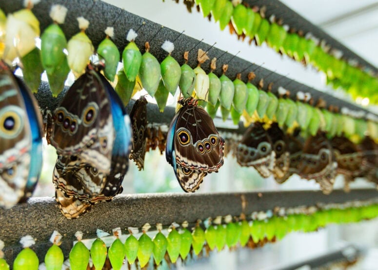 Chrysalids In Observation Station 