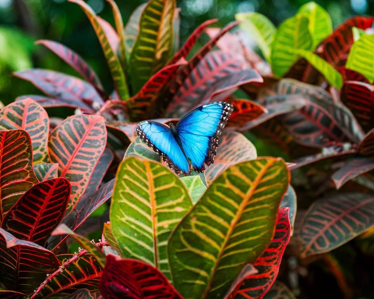 Butterflies At Meijer Gardens