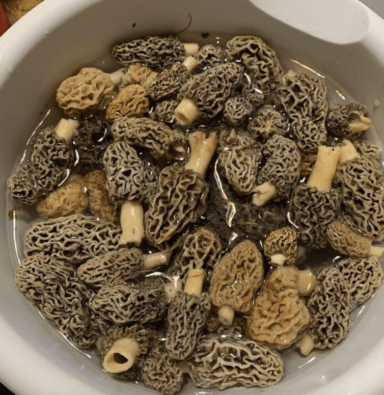 Morel Mushrooms