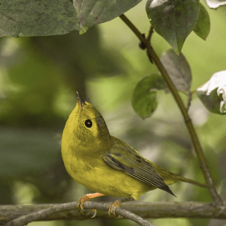 Paw Paw Prairie Fen Preserve, Mattawan - Spring Things To Do