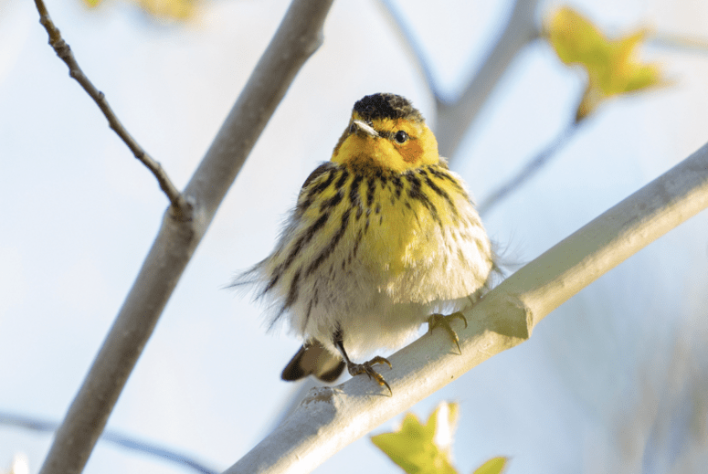 Tawas Point Birding Festival, Tawas