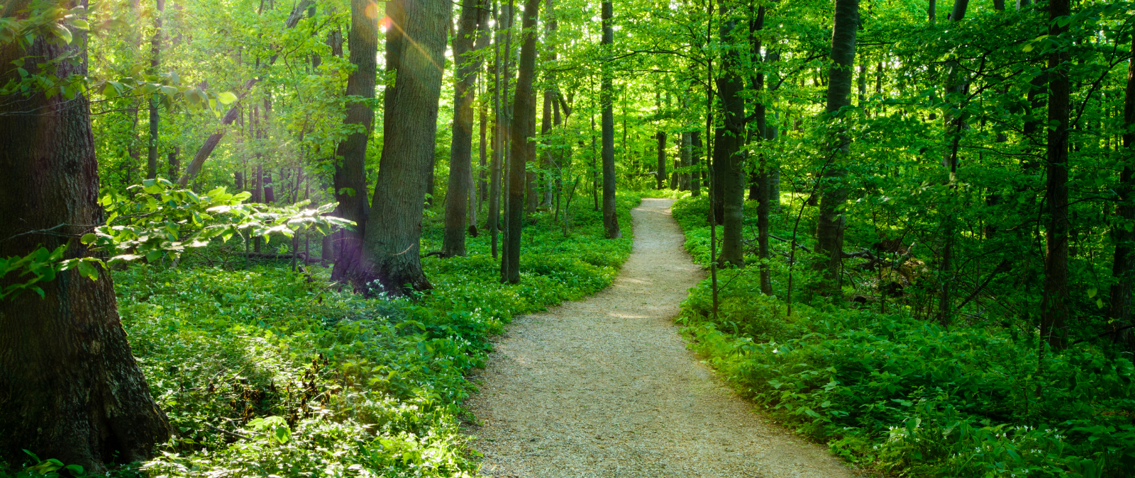 Michigan Trail Near Sleeping Bear Dunes National Park