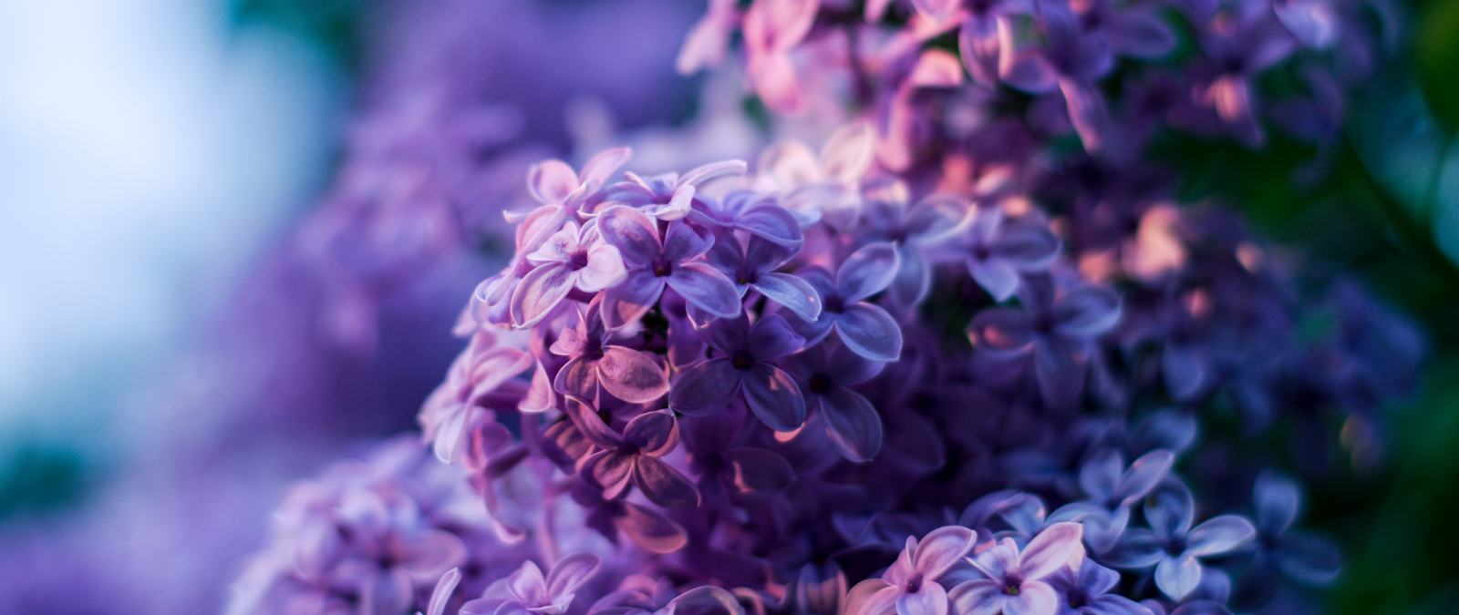 Lilac Trees On Mackinac Island