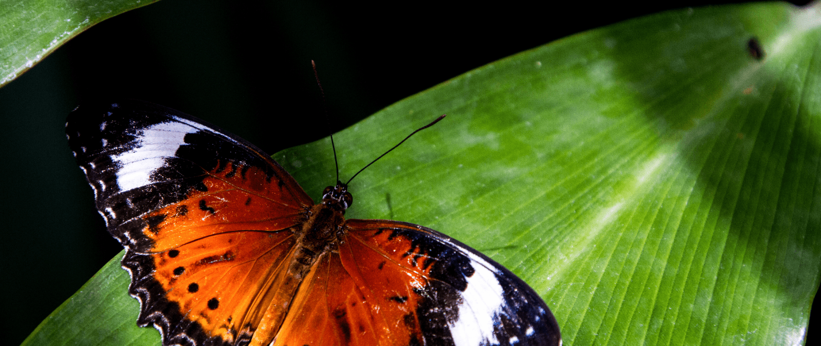 Michigan Butterfly House - Tropical Paradise