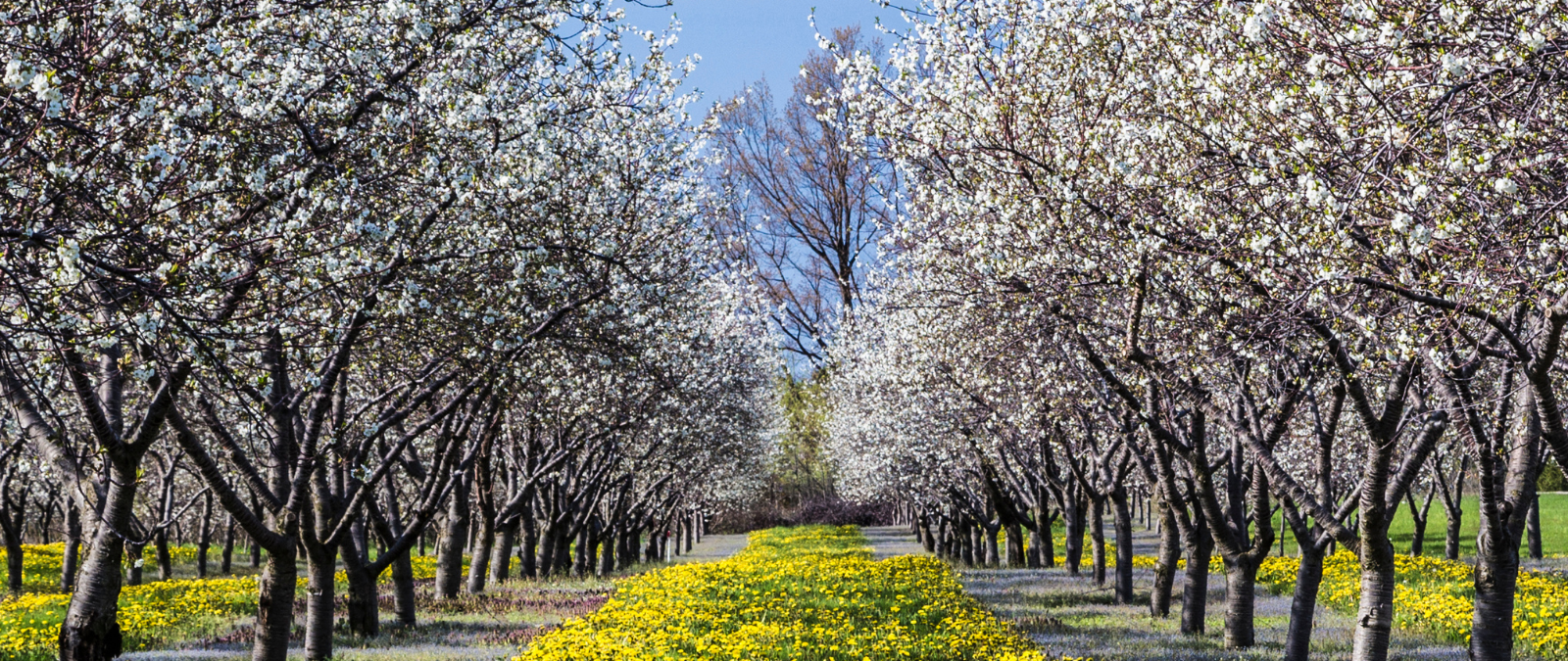 Traverse City Cherry Blossoms