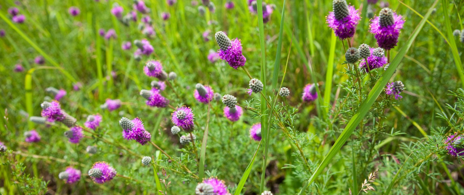 Wildflowers On A Michigan Prairie Fen