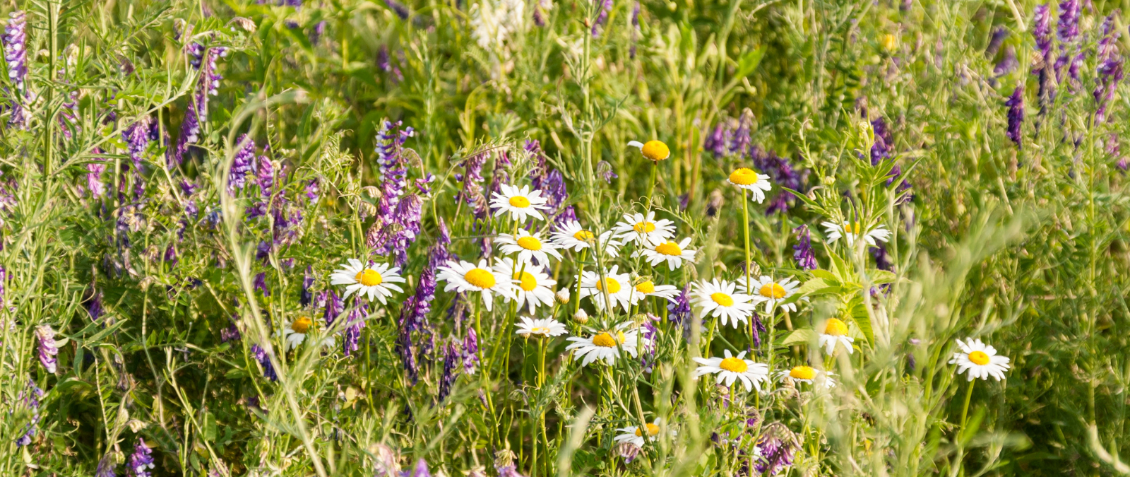 Michigan Wildflowers