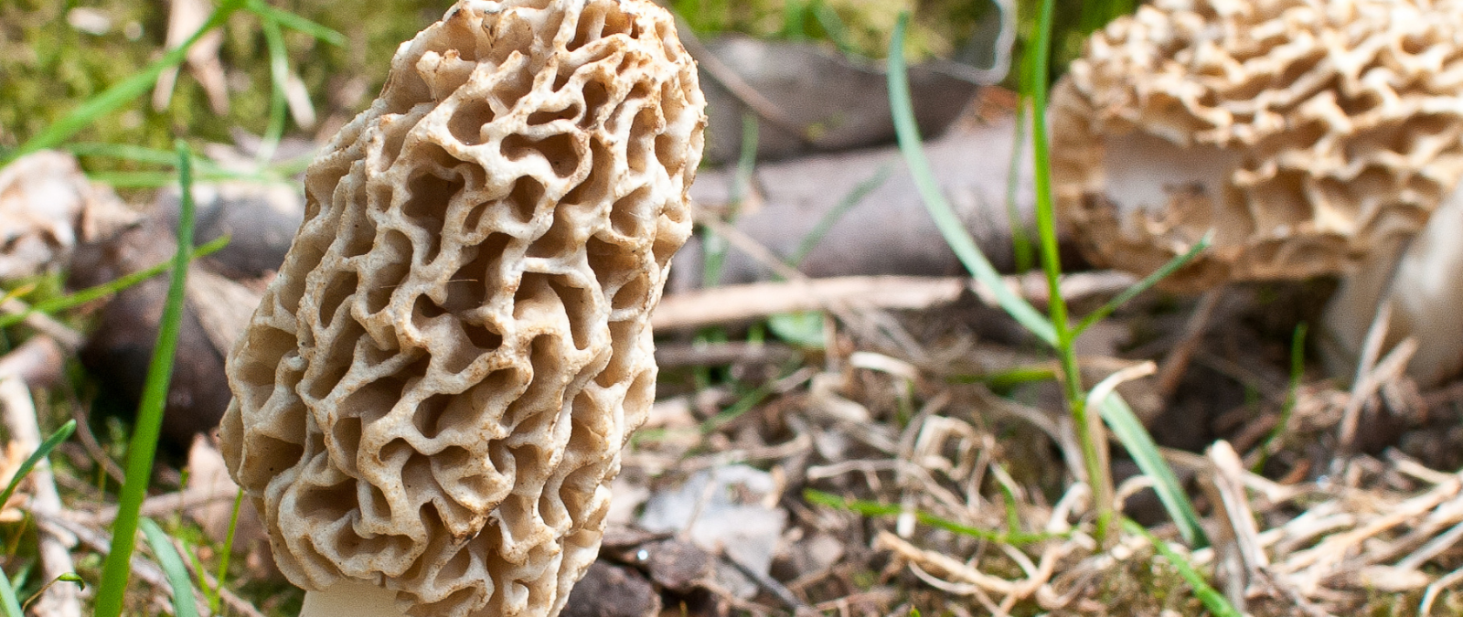 Hunting For Morel Mushrooms In Michigan