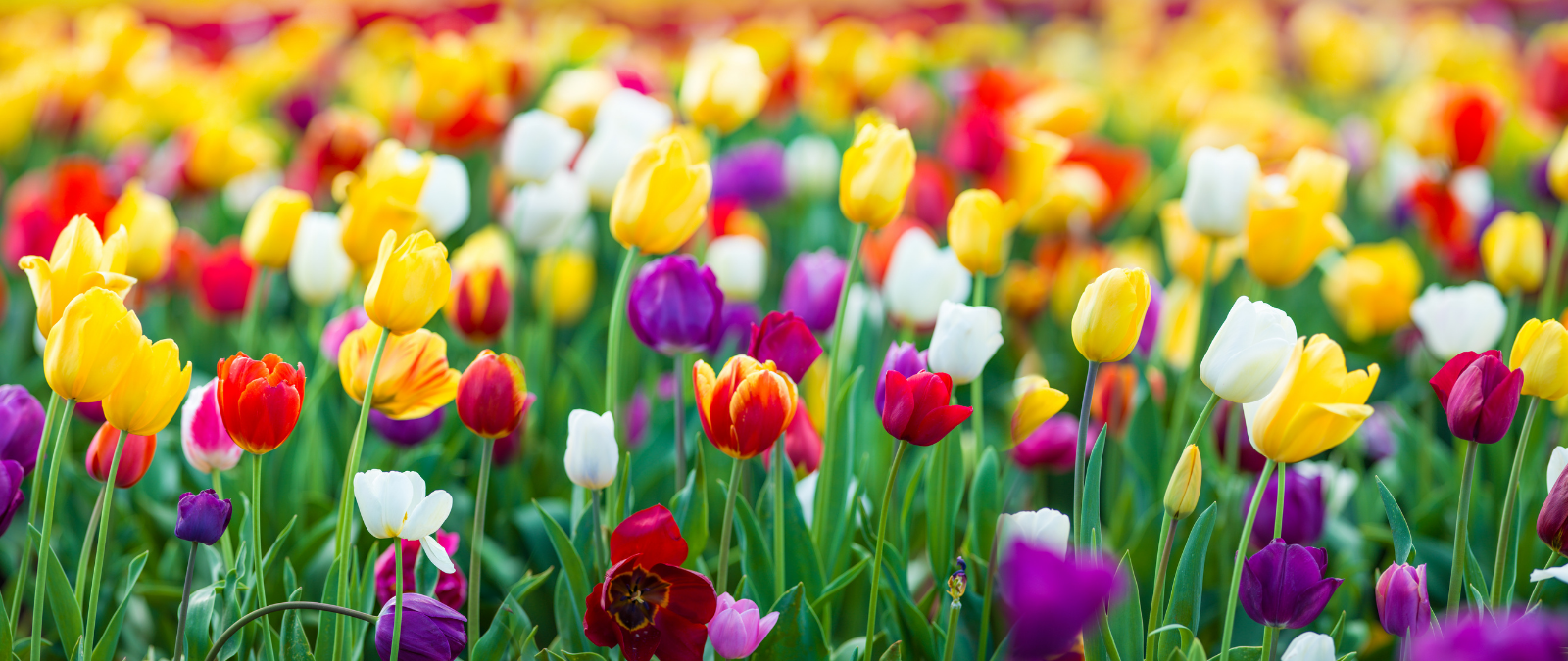 Tulip Time Festival In Holland Michigan