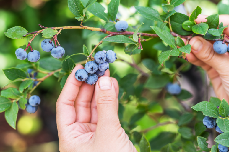 Blueberry Picking