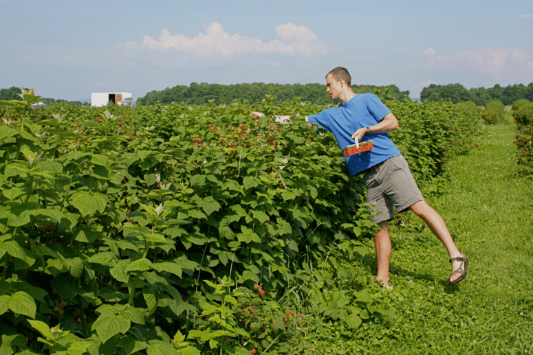 Raspberry Picking