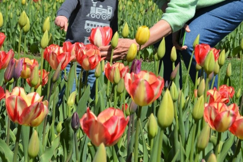 Tulip Gardens - Tulip Time In Holland