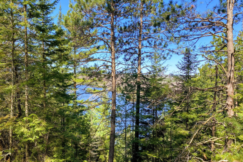 Au Sable River, Highbanks Trail