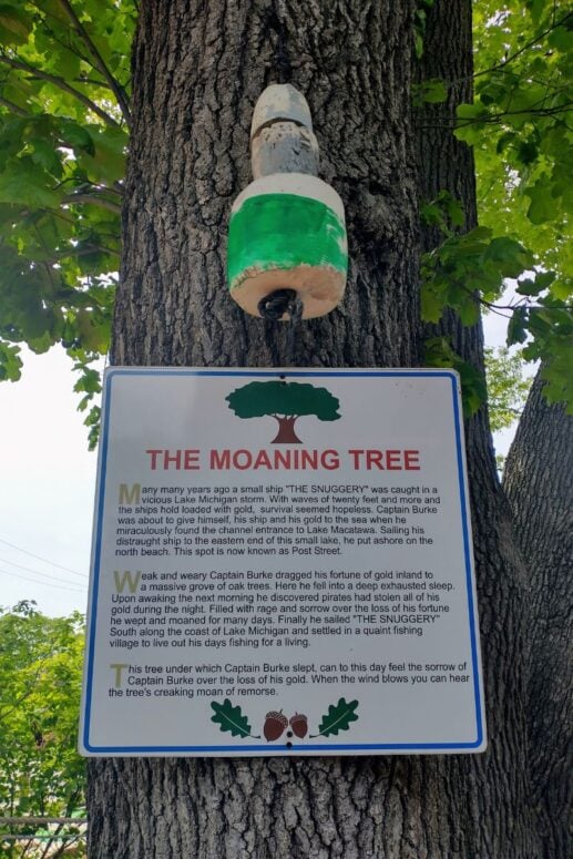 The Tale Of The Moaning Tree
