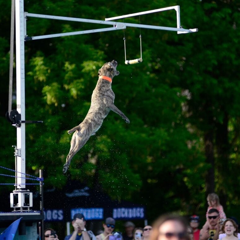 Dog Bowl-Frankenmuth