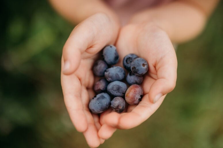 Hazen's Blueberry Farm In Howell