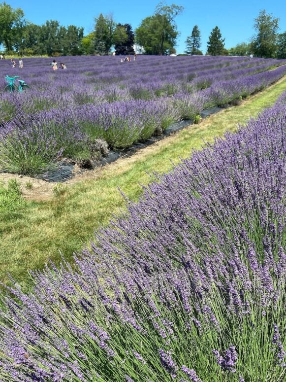 Indigo Lavender Farms
