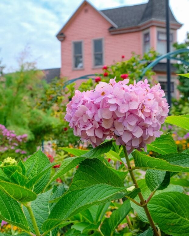 Monet Garden Of Muskegon,Mi
