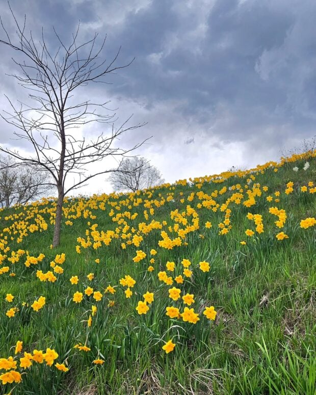 The Botanic Garden At Historic Barns Park Traverse City