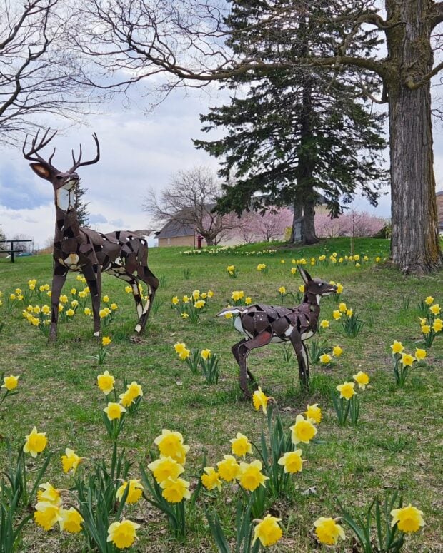 The Botanic Garden At Historic Barns Park Traverse City