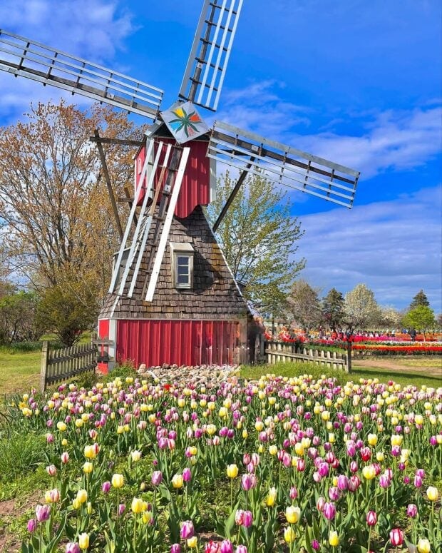 Veldheer Tulip Gardens Holland