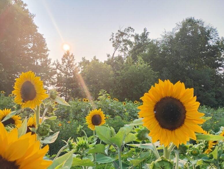 Northfarthing Farms Jonesville Michigan Flower Farm Farmstay Cottage