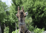 2026 AWESOME Guide to the Detroit Zoo
