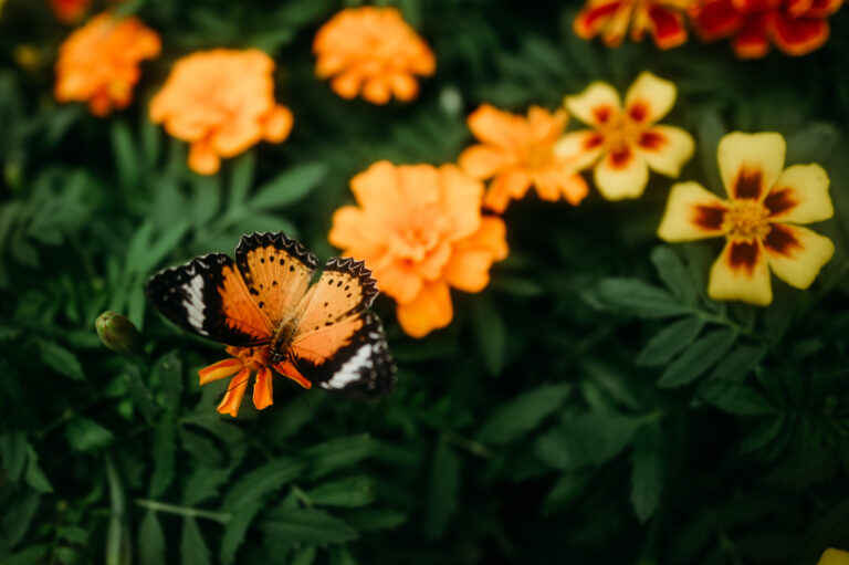 Butterflies at Dow Gardens in Midland