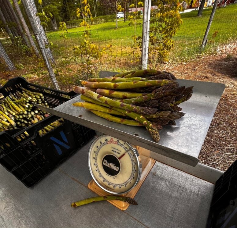 Asparagus Festival-Empire
