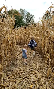 Barkham Creek Farms Corn Maze