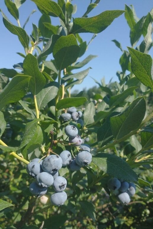 Lake Michigan - Blueberries