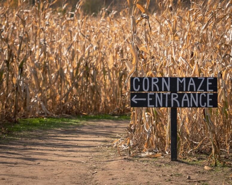 Maybury Farm Corn Maze-Northville