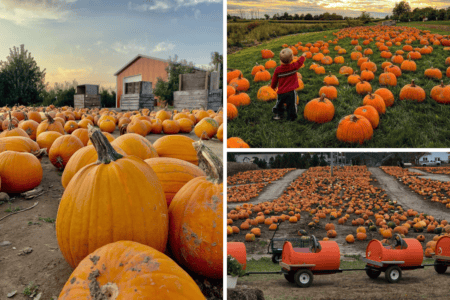 Pumpkin Patches