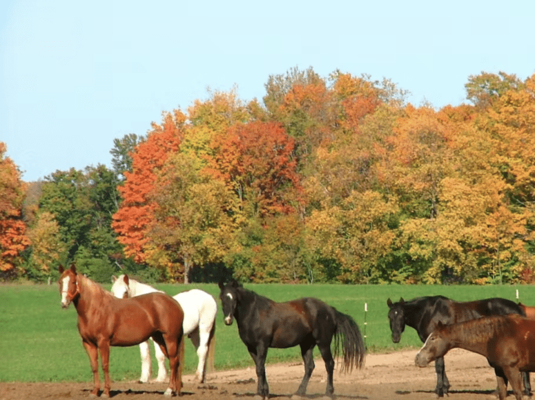 Stony Lake Stables - New Era, Michigan