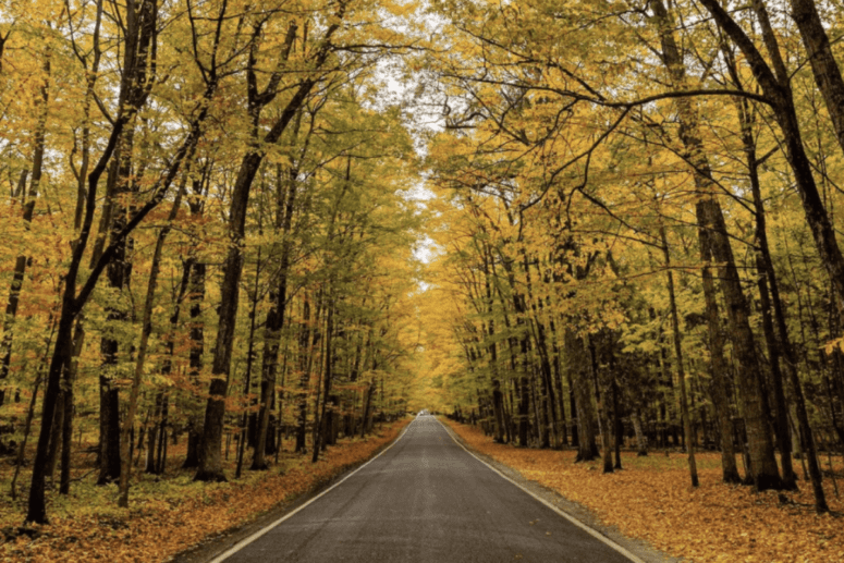 Tunnel Of Trees - Michigan