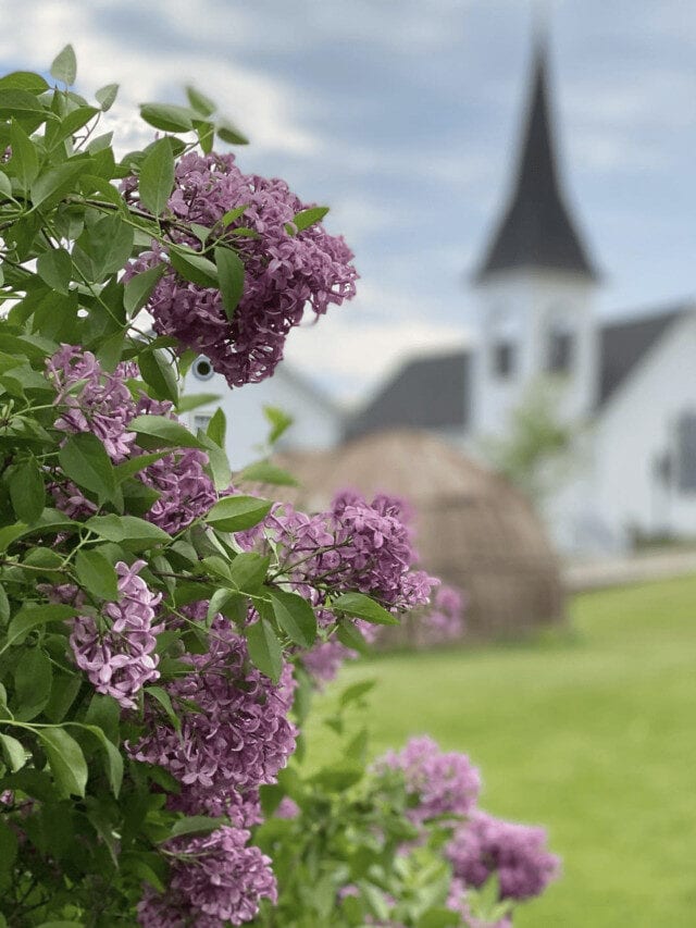 5 Tips for Attending the Mackinac Island Lilac Festival