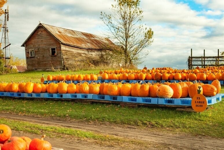 Pumpkins And Barn