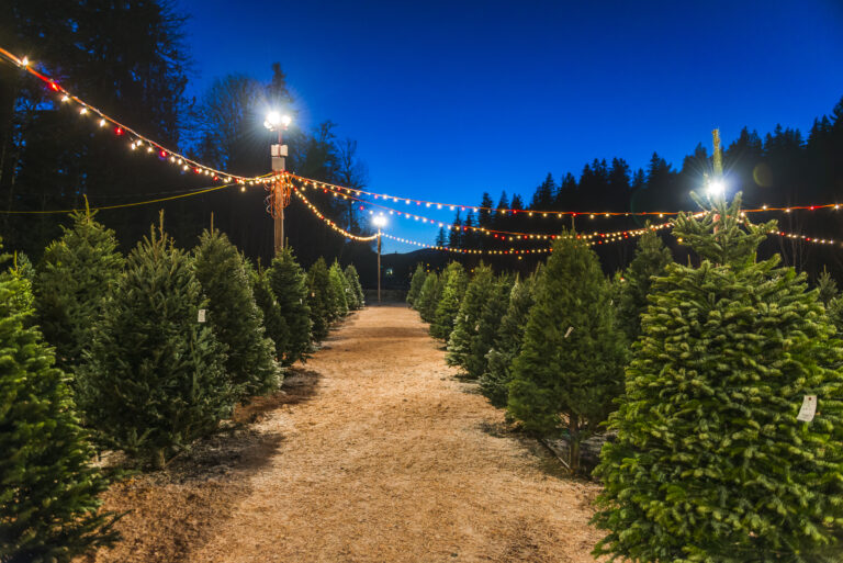 14 BEST U-Cut & Pre-Cut Christmas Tree Farms in Michigan