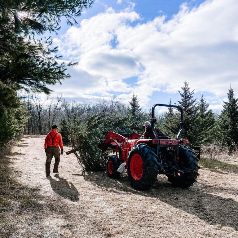 14 BEST U-Cut & Pre-Cut Christmas Tree Farms in Michigan