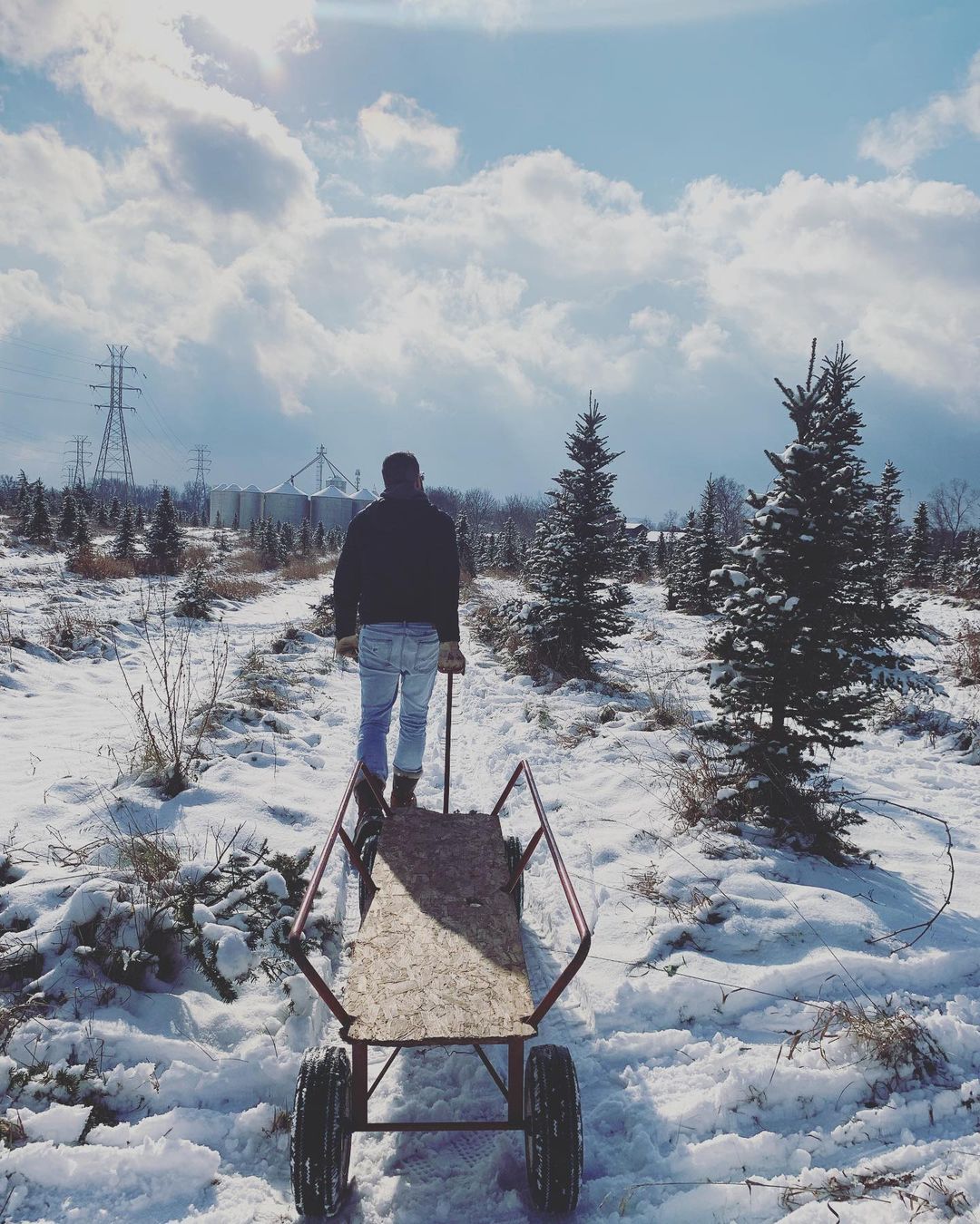 14 BEST U-Cut & Pre-Cut Christmas Tree Farms in Michigan
