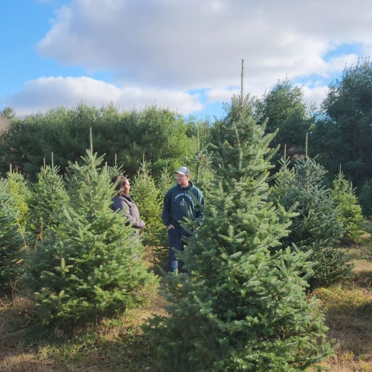 14 BEST U-Cut & Pre-Cut Christmas Tree Farms in Michigan