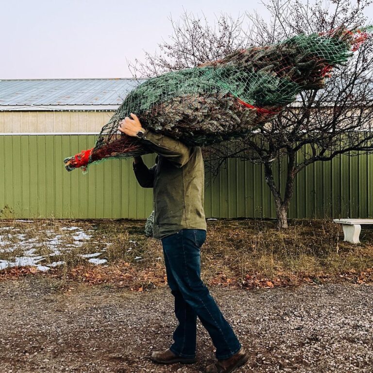 14 BEST U-Cut & Pre-Cut Christmas Tree Farms in Michigan