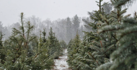 14 BEST U-Cut & Pre-Cut Christmas Tree Farms in Michigan
