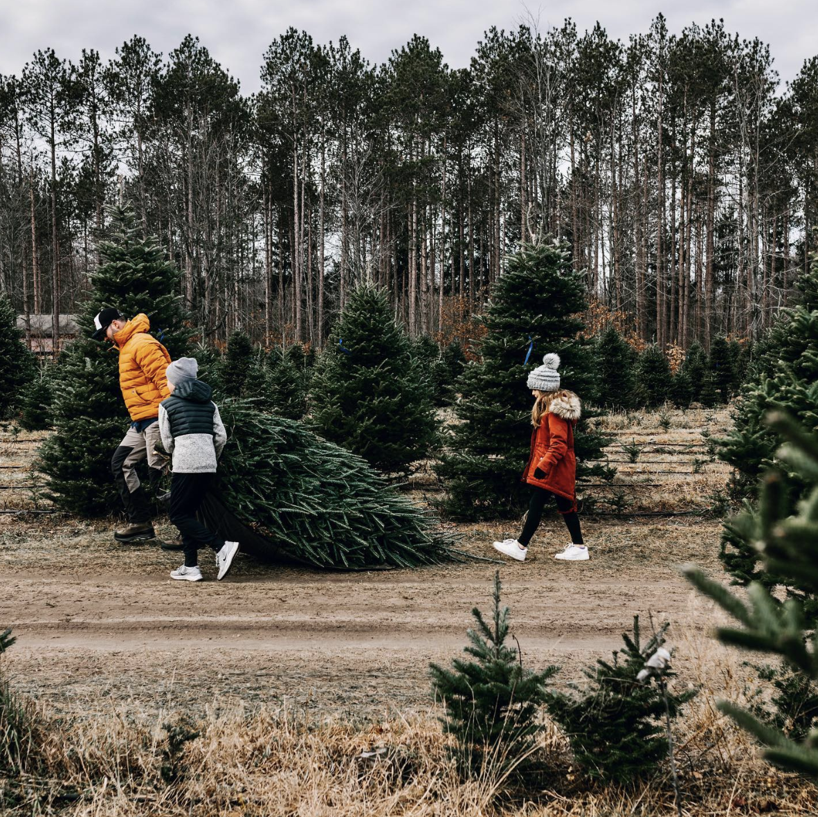 14 BEST U-Cut & Pre-Cut Christmas Tree Farms in Michigan