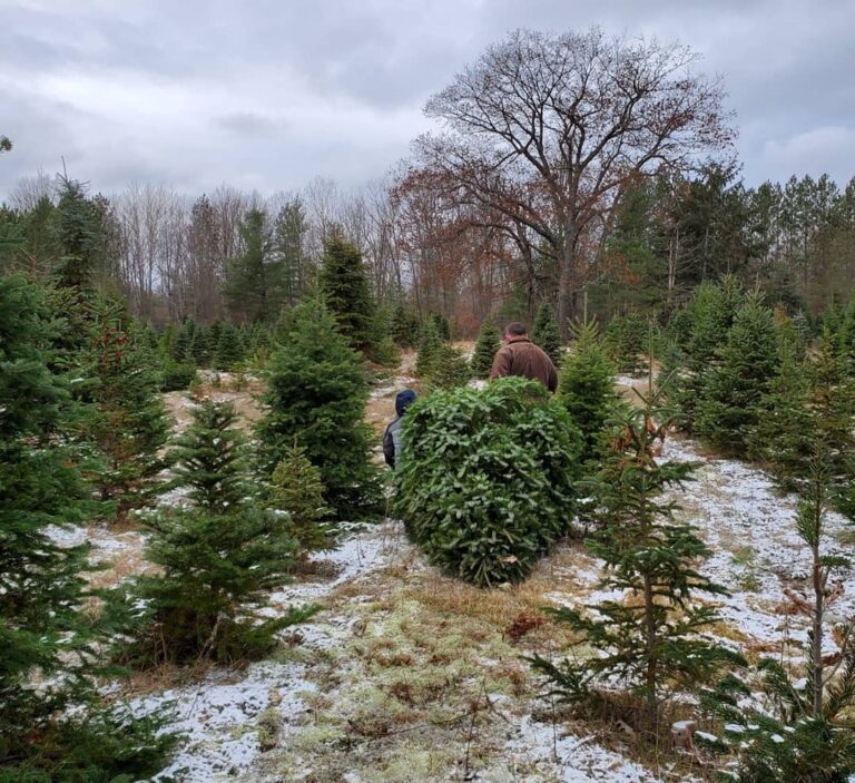 14 BEST U-Cut & Pre-Cut Christmas Tree Farms in Michigan