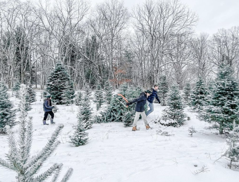 14 BEST U-Cut & Pre-Cut Christmas Tree Farms in Michigan