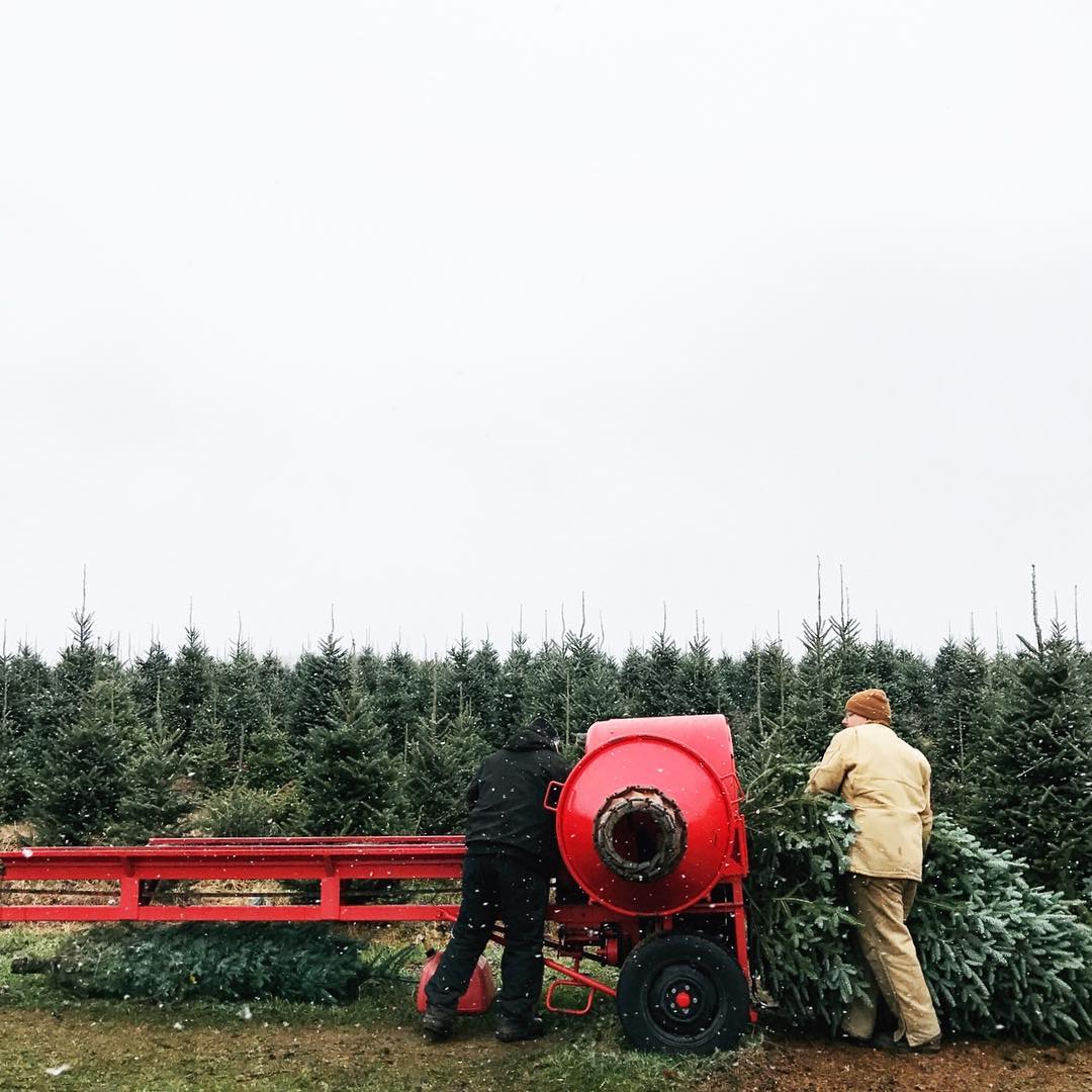 14 BEST U-Cut & Pre-Cut Christmas Tree Farms in Michigan