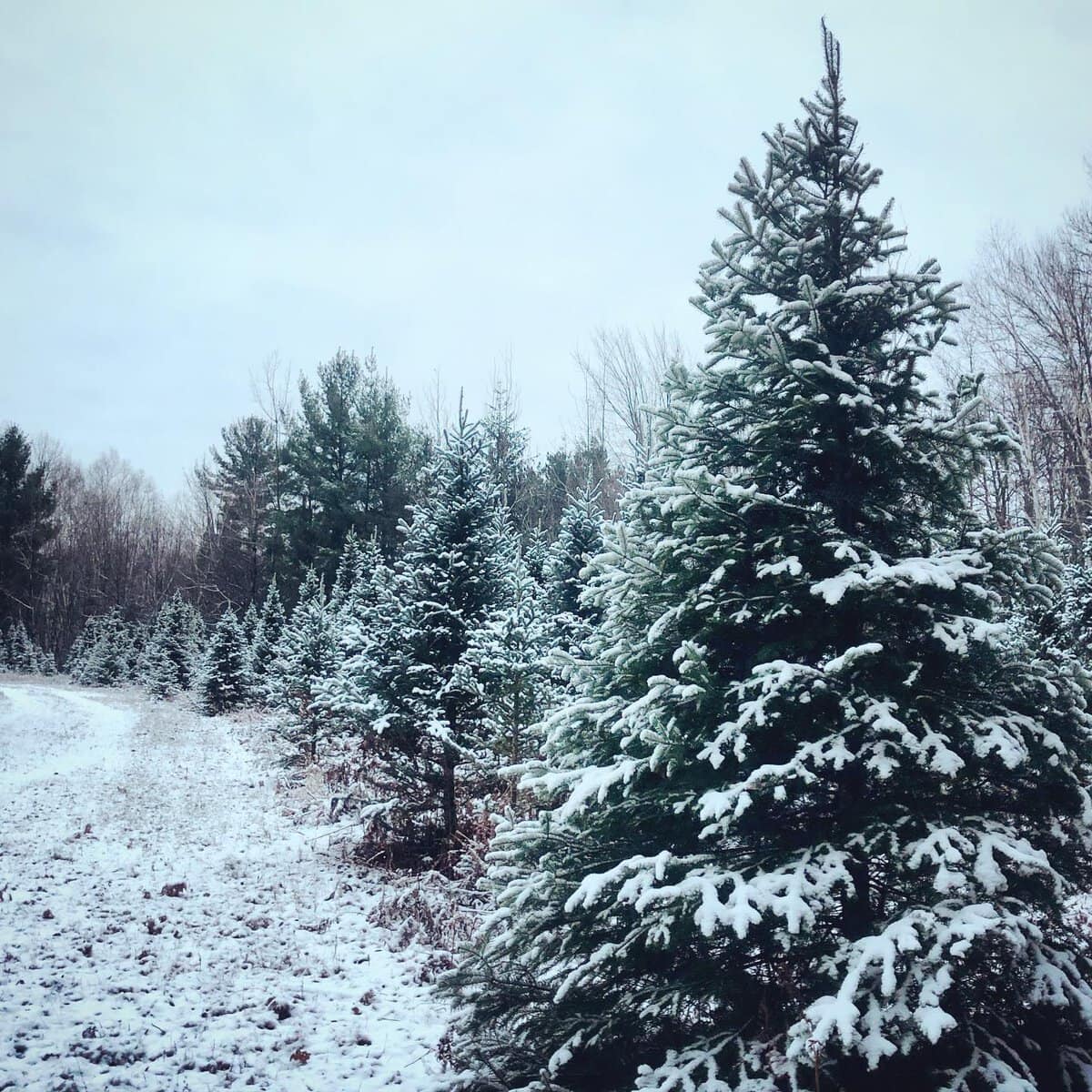 14 BEST U-Cut & Pre-Cut Christmas Tree Farms in Michigan